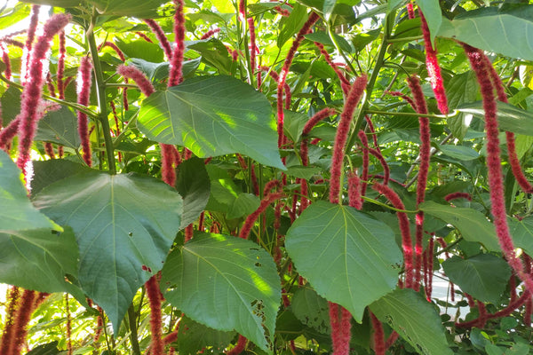 chenille plant with red flowers