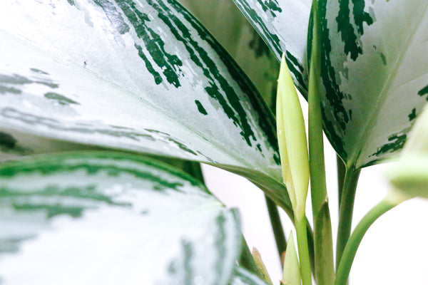 chinese evergreen houseplant leaves up close