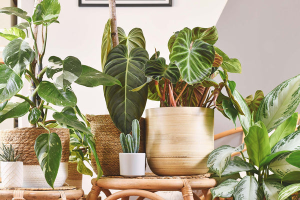 a variety of potted houseplants grouped together on table