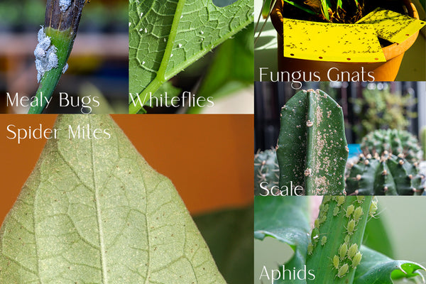 common houseplant pests