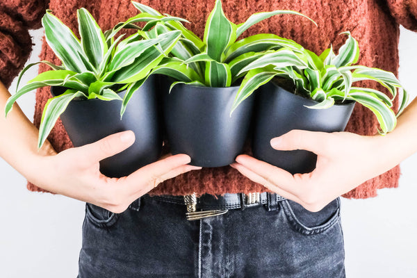 person holding dracaena houseplants potted in black ceramic pots