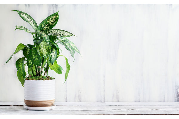 dumb cane plant in a white pot