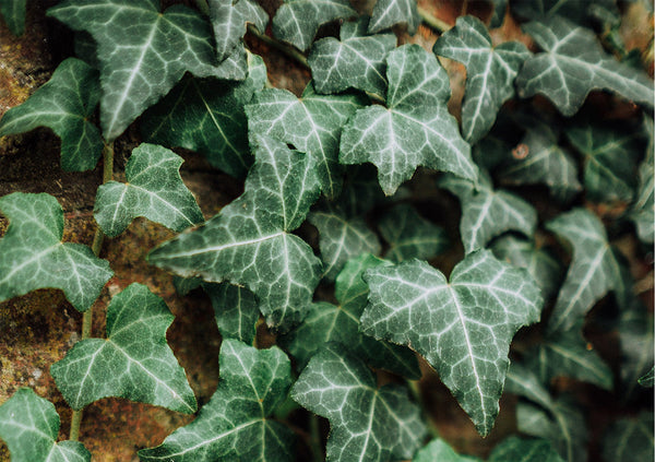 english ivy plant