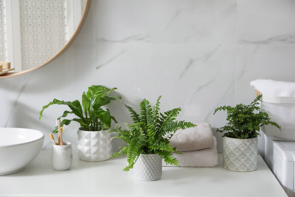 a trio of ferns styled on a bathroom countertop