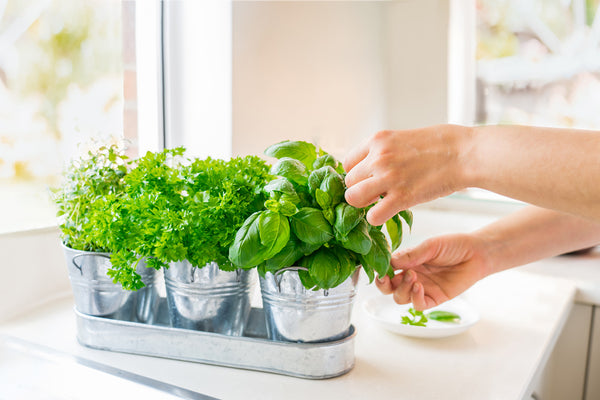 fresh herbs in metal containers on kitchen counter