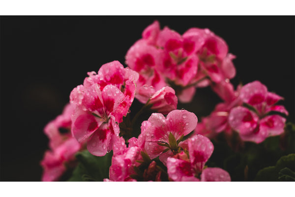beautiful pink geraniums with a dark background