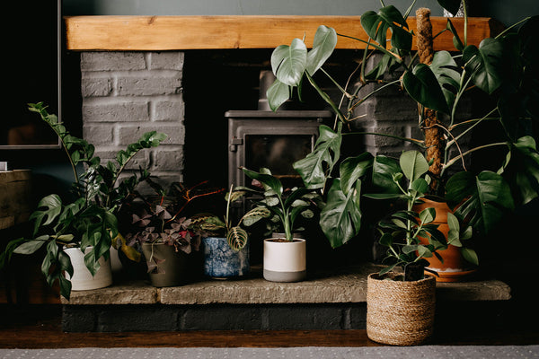 group of matched houseplants in front of fire place in moody modern home