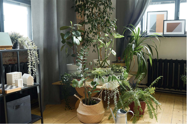 A variety of houseplants styled together in a group