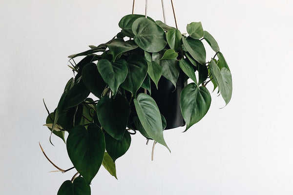 hanging philodendron houseplant
