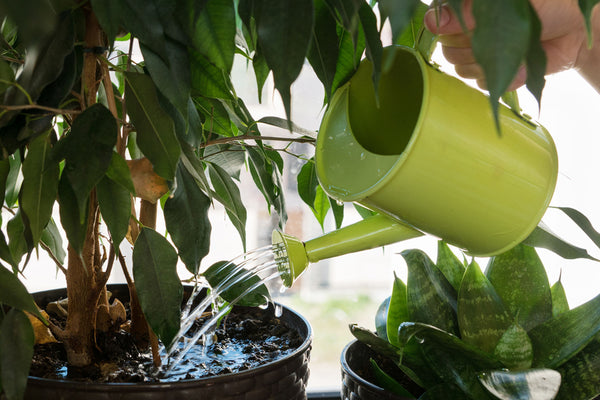 houseplant being watered with lime green watering can
