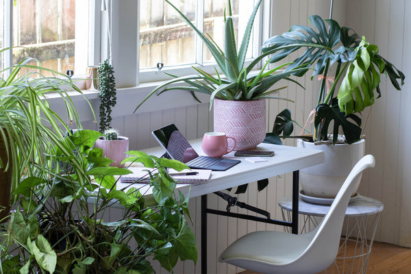 a collection of large and small houseplants on office desk