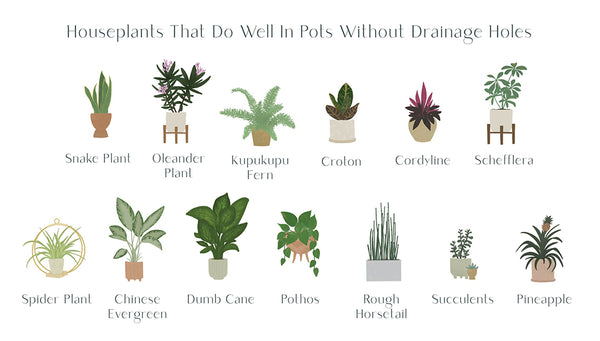 illustration of houseplants that don't need drainage holes