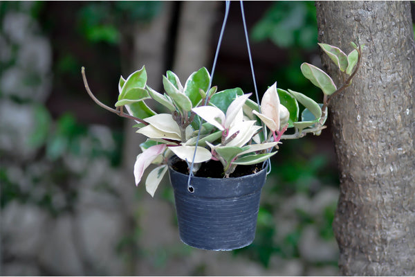 hanging tricolor hoya carnosa in a dark gray pot
