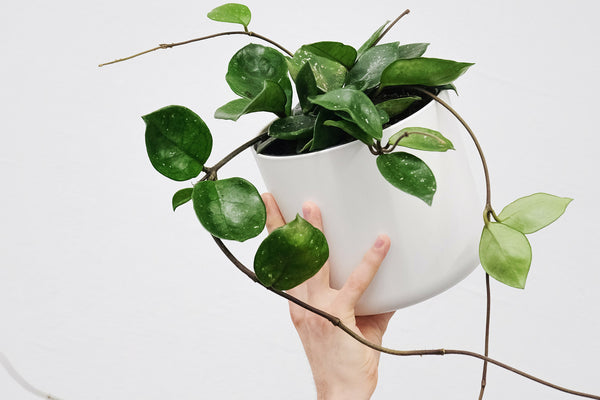 hoya plant in white ceramic pot with persons hand holding pot