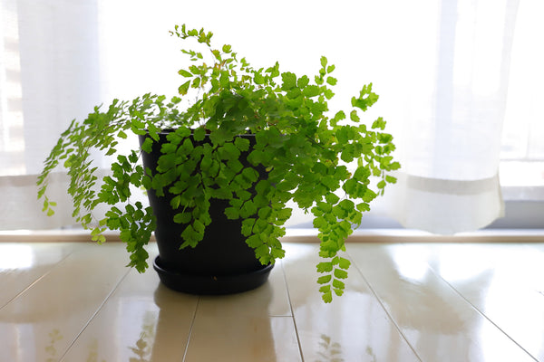 maidenhair fern indoor plant in black pot sitting on table next to window