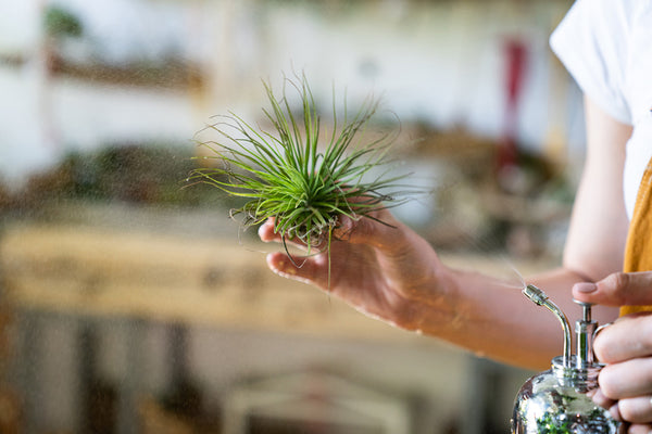 air plant being misted with air plant mister