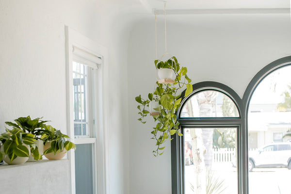 modern hanging planters with pothos plants next to window