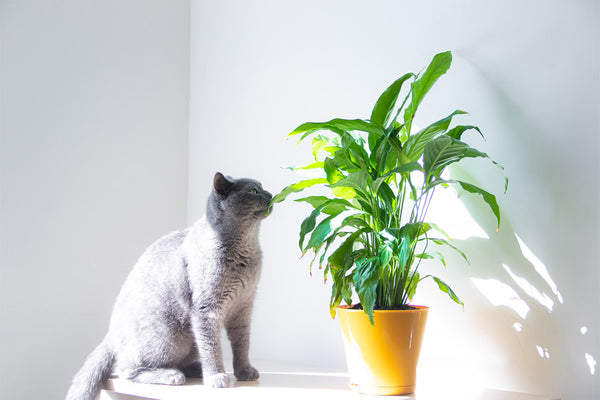 gray cat next to a houseplant in a yellow pot