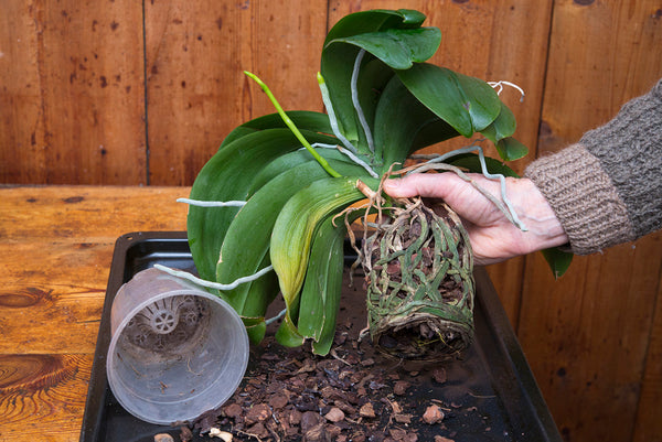 Unpotted plant showing root rot