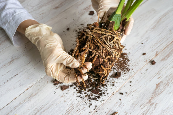 orchid plant showing rotted roots