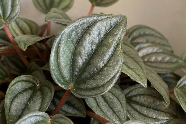 peperomia houseplant