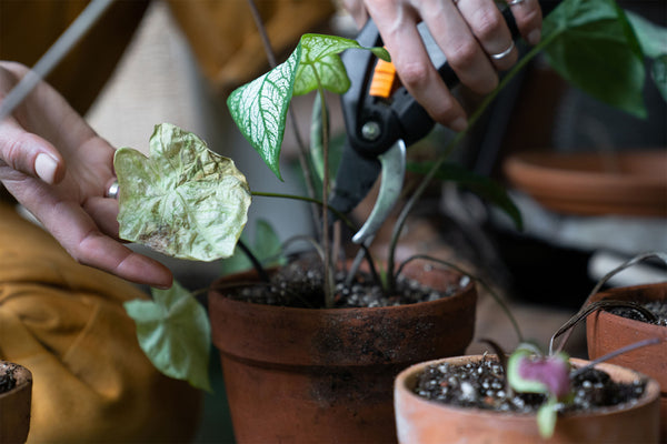 person pruning houseplant with cutting shears