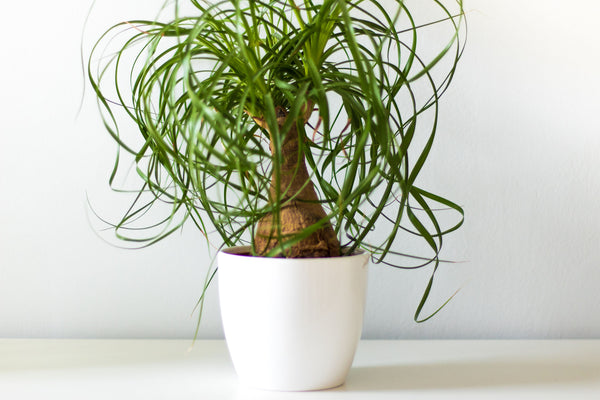 pony tail palm houseplant in white ceramic pot