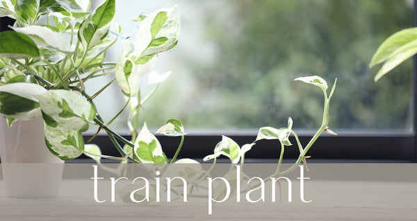 pothos n joy houseplant sitting in window