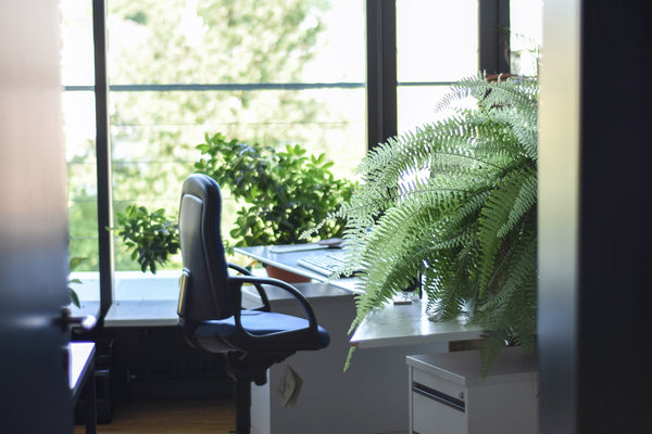 big Boston fern houseplant sitting on desk in office