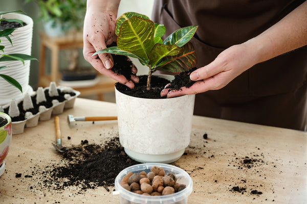 potted houseplant with clay balls in saucer