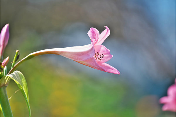 a single pink spider lily plant outdoors