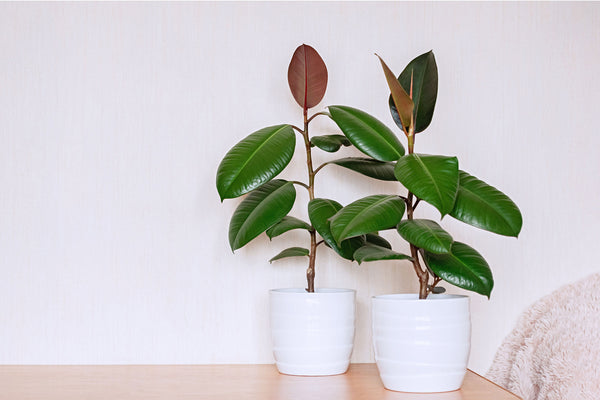 two rubber plants in white pots on a tan table