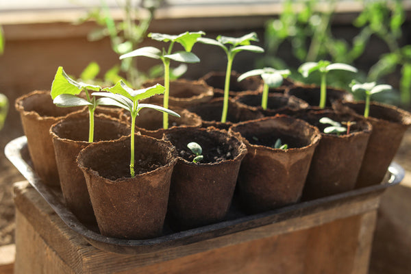 seedlings planted in fiber pots sitting on large tray