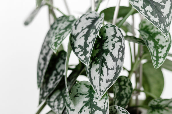 close up of silver satin pothos leaves