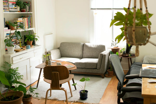 small modern living room styled with houseplants