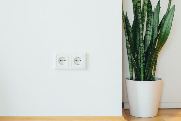 snake plant in a floor standing white pot with white background