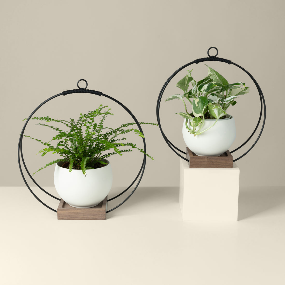 Buy Two Wall Plant Hanger, Wall Hook for Plants, Wooden Plant Hanger, Wall  Plant Hook, Hanging Planter, Hanging Plant Holder Online in India 