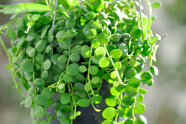 string of nickels plant