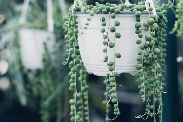 string of pearls plant hanging in white pot outside