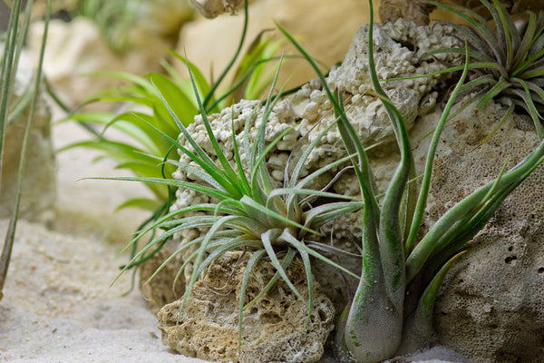 air plants attached to rock and tree bark