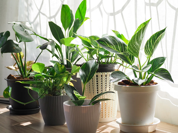 variety of plants and pots on a table with sunlight