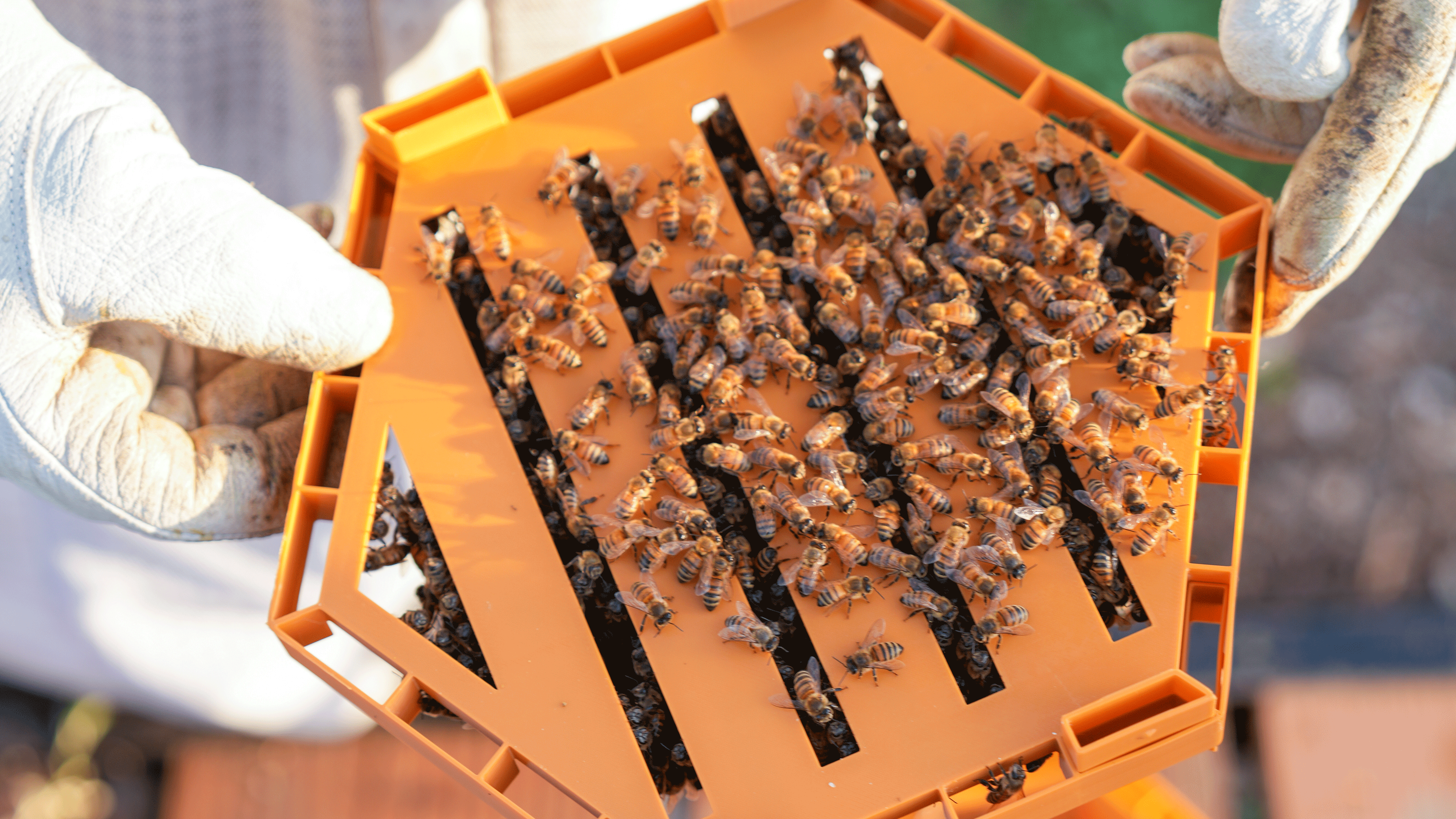 Hex Hives Keep Craft Paints and Markers Organized