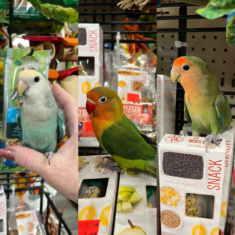 hand raised baby lovebirds