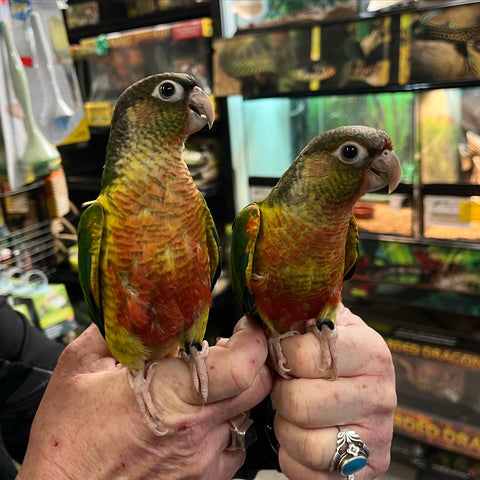 Yellowsided Conures