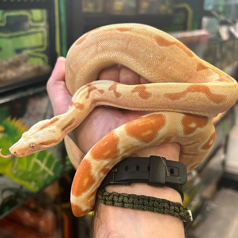 jungle sunglow colombian redtail boa