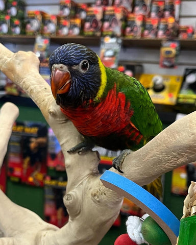 Hand raised rainbow lorikeet