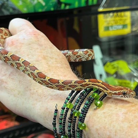 Normal Corn snake