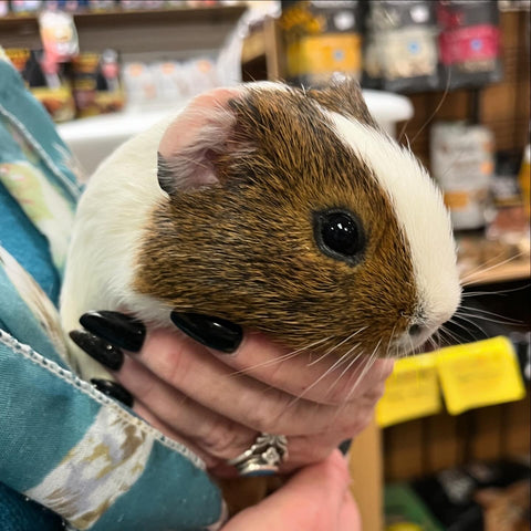 baby smooth coat guinea pig