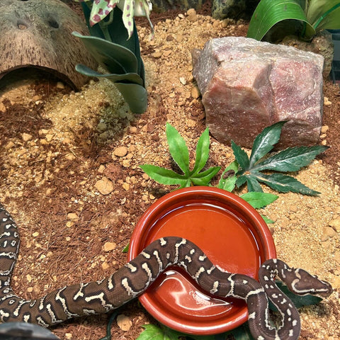 Angolan Python