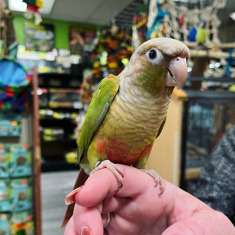 hand raised pineapple green cheek conure.